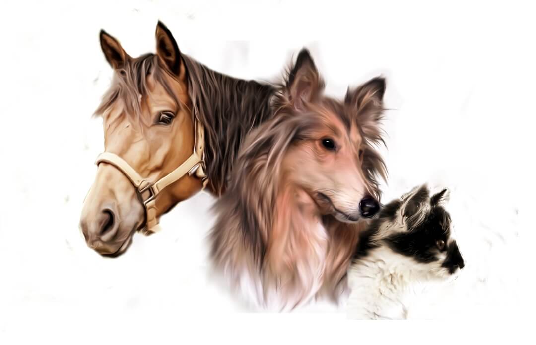 Harmonie-mit-Energie-Energiearbeit-Tiere